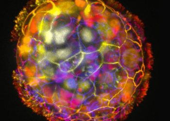 Mundo: Cientistas constroem robôs com função curativa usando células humanas
