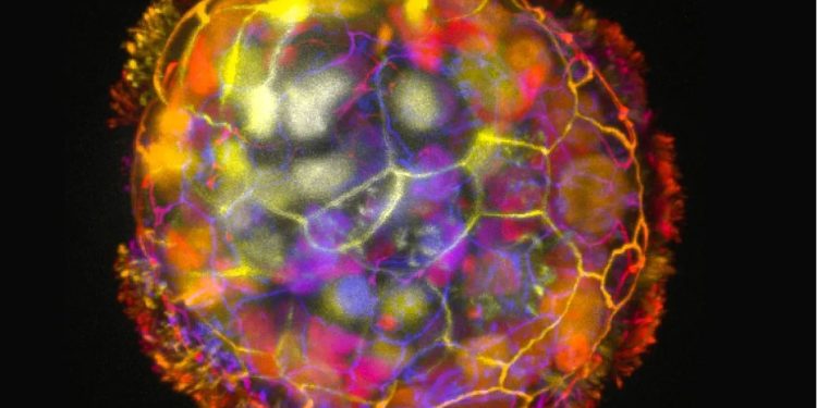 Mundo: Cientistas constroem robôs com função curativa usando células humanas