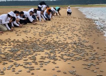 Amazônia: Projeto devolve cerca de 7.5 mil filhotes de tartaruga à natureza