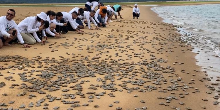 Amazônia: Projeto devolve cerca de 7.5 mil filhotes de tartaruga à natureza