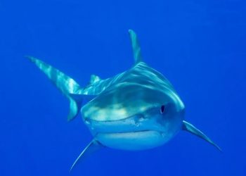 Austrália: Adolescente morre em ataque de tubarão na costa sul