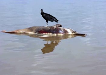 Clima: Impacto da seca causada pelo clima na Amazônia pode durar até 2026