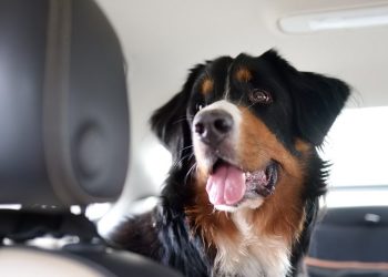 Turismo: Dicas para viajar tranquilamente com sue pet