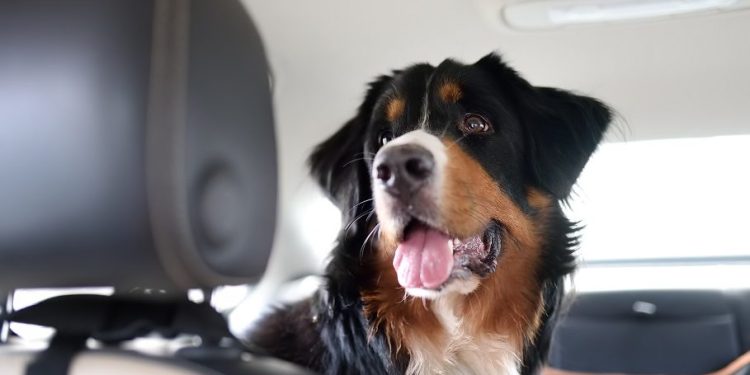 Turismo: Dicas para viajar tranquilamente com sue pet