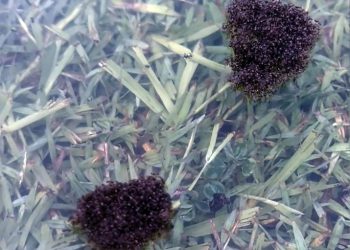 Austrália: Formigas de fogo mortais formam ‘jangadas’ para se espalhar