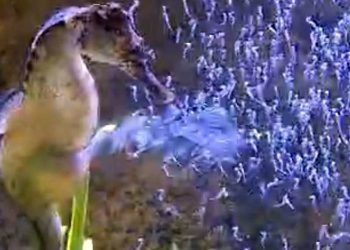 Santa Catarina: Aquário registra nascimento de cerca de 300 cavalos marinhos