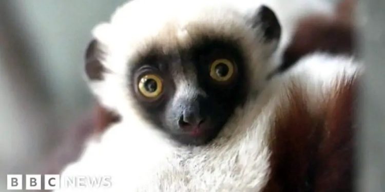 Inglaterra: Raro filhote de lêmure nasce em zoológico