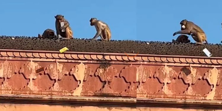 Índia: Macaco rouba iPhone e exige suborno para devolver aparelho