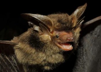 Meio Ambiente: Morcego ‘brasileiro’ é reencontrado depois de ficar mais de um século desaparecido