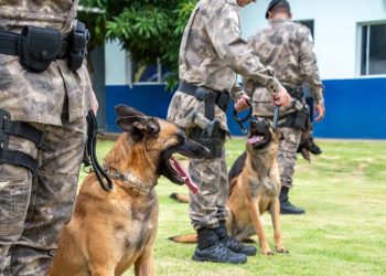 Polícia Militar: Ações com cães batem recorde histórico em 2023