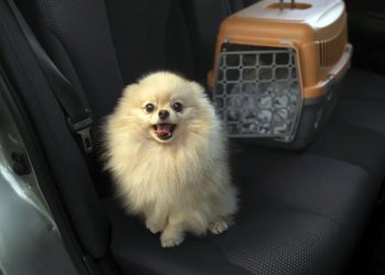 Turismo: Dicas para viajar com o seu pet em segurança