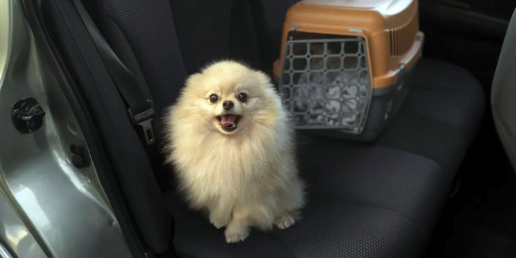 Turismo: Dicas para viajar com o seu pet em segurança
