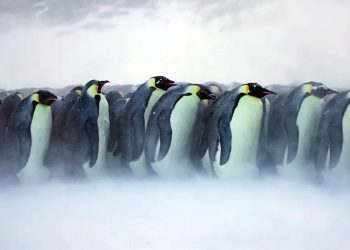 Clima: Quatro novos grupos de pinguins imperadores são encontrados por satélite