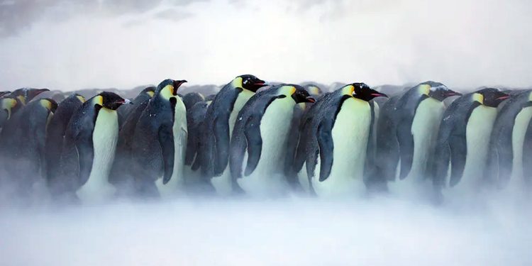 Clima: Quatro novos grupos de pinguins imperadores são encontrados por satélite