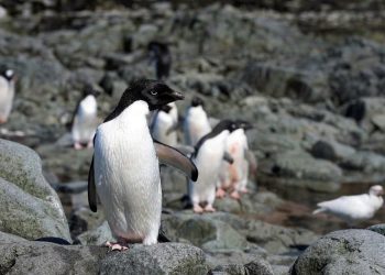 Antártida: Microplásticos estudados em fezes e água de pinguins