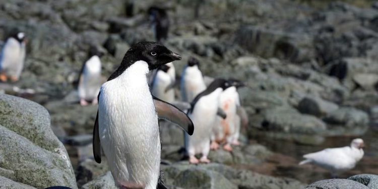 Antártida: Microplásticos estudados em fezes e água de pinguins