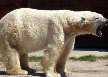 Mundo: Urso polar morre no Alasca por gripe aviária letal