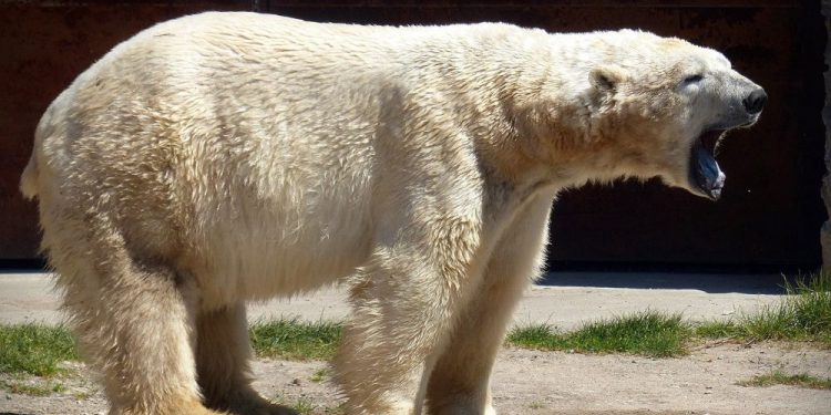 Mundo: Urso polar morre no Alasca por gripe aviária letal