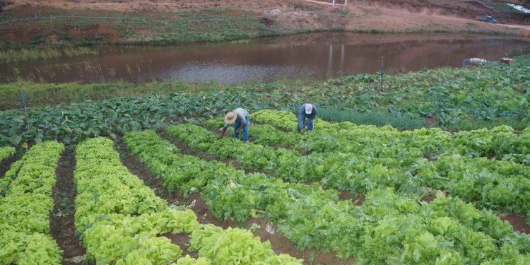 Espírito Santo: Incaper faz mais de 60% das inscrições no Cadastro da Agricultura Familiar no Estado