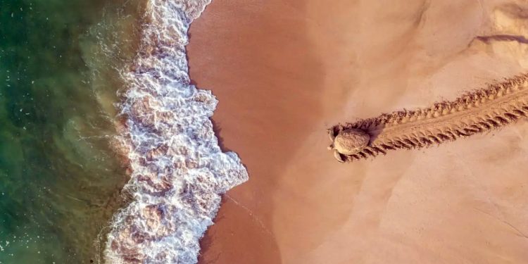 Mundo: Humanos alteraram tanto a Terra que animais migratórios têm risco de extinção