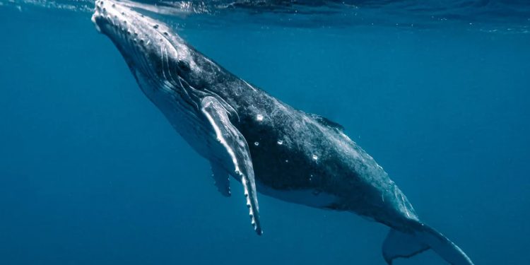 Natureza: Cientistas desvendam mistério sobre o canto das baleias