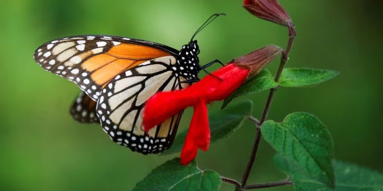 México: O número de borboletas monarcas despencou para quase um mínimo recorde
