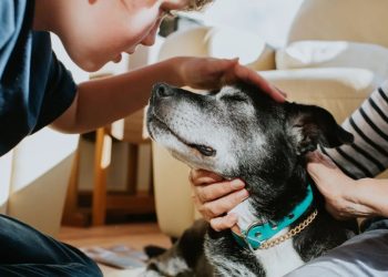 Pets: Quanto tempo seu cachorro vai viver? Meça seu focinho