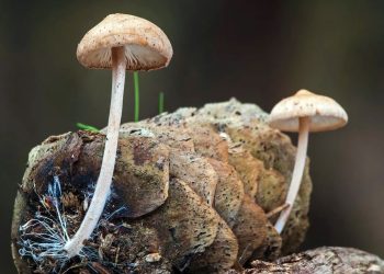 Meio Ambiente: A revolução dos cogumelos