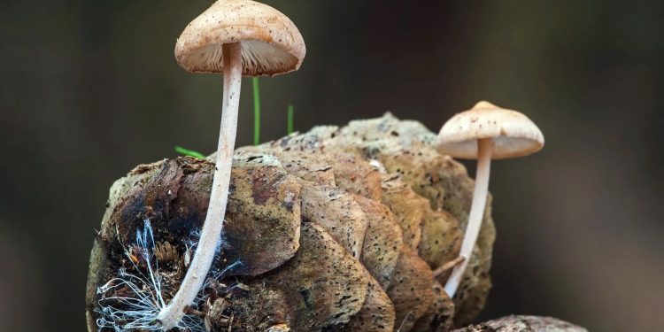 Meio Ambiente: A revolução dos cogumelos