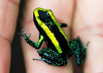Meio Ambiente: Colômbia tem salto no número de espécies criticamente ameaçadas de extinção