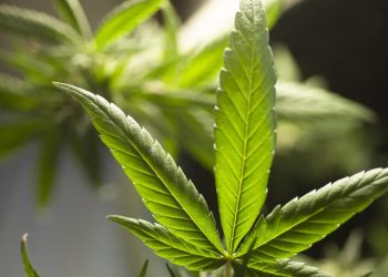 Mundo: Alemanha aprova projeto que legaliza uso recreativo da maconha