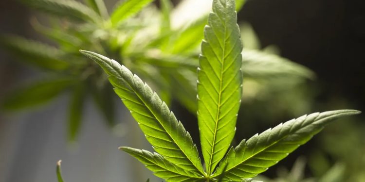 Mundo: Alemanha aprova projeto que legaliza uso recreativo da maconha