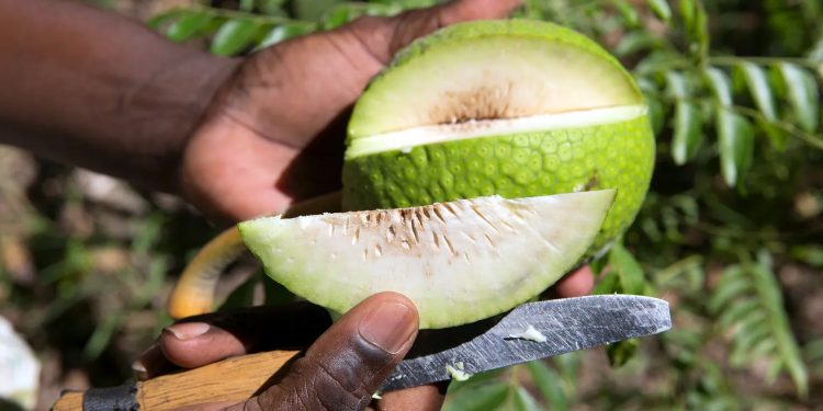 Fruta-pão: o alimento resistente a furacões do Caribe