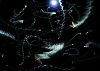 Natureza: A razão pela qual os insetos são atraídos pela luz à noite