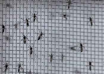 Pesquisa: Empresa britânica aposta em mosquitos transgênicos para combater dengue
