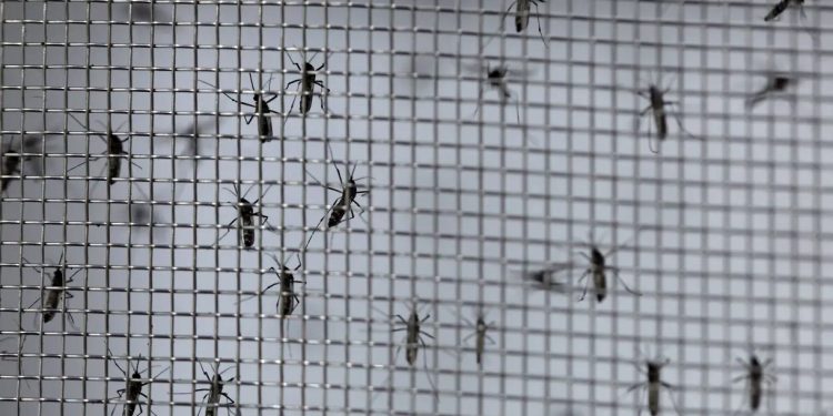 Pesquisa: Empresa britânica aposta em mosquitos transgênicos para combater dengue