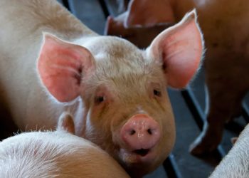 Mundo: Cientistas mantêm vivo cérebro de porco fora do corpo por 5 horas