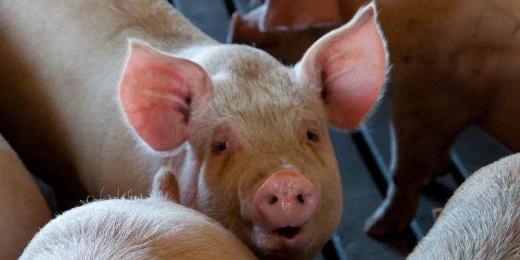 Mundo: Cientistas mantêm vivo cérebro de porco fora do corpo por 5 horas