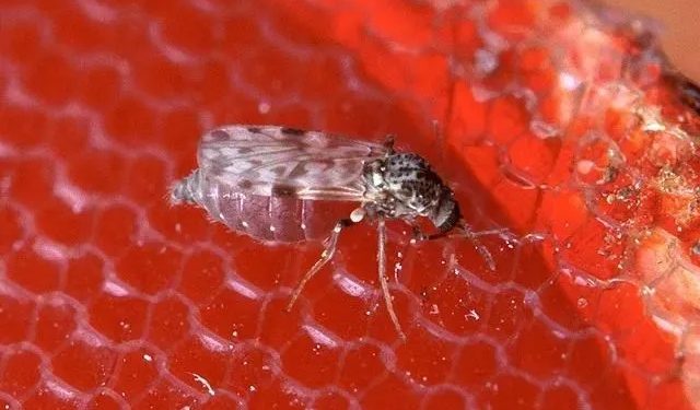 Aedes aegypt: Amazonas emite alerta epidemiológico para vírus Oropouche