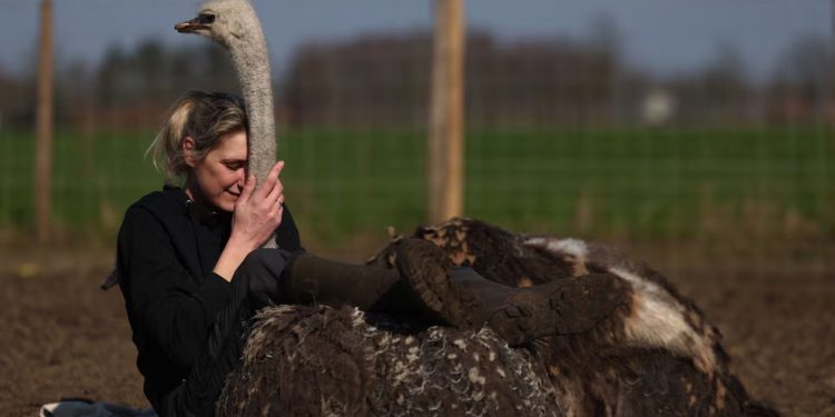 Mundo: Abraços de avestruz são oferecidos em fazenda belga de resgate de animais