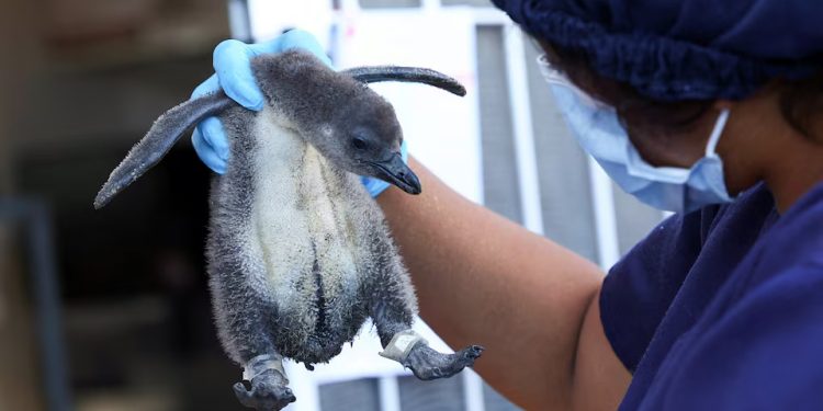 Meio Ambiente: Campanha de Páscoa ‘Adote um ovo de pinguim’ ajuda aves africanas ameaçadas de extinção