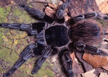 Pesquisa: Veneno de aranha brasileira vira esperança de tratamento contra câncer