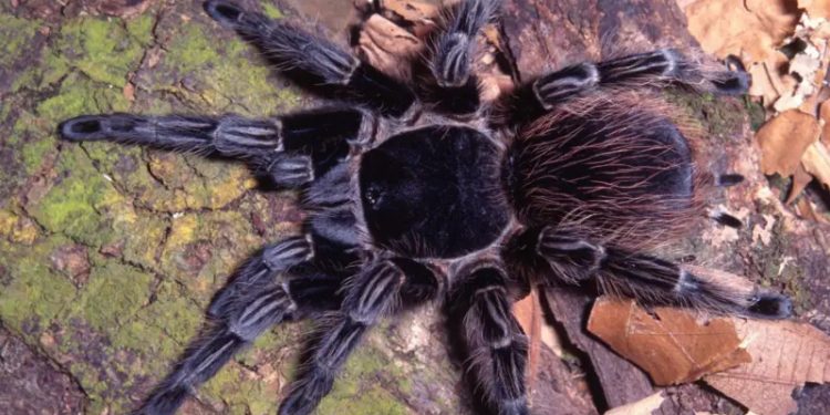 Pesquisa: Veneno de aranha brasileira vira esperança de tratamento contra câncer
