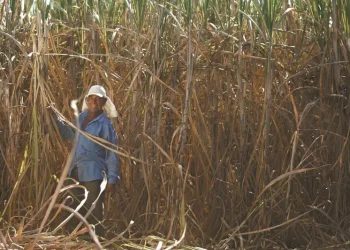 Kennedy: Prefeitura inicia 2ª etapa do Programa de Incentivo à Lavoura Canavieira