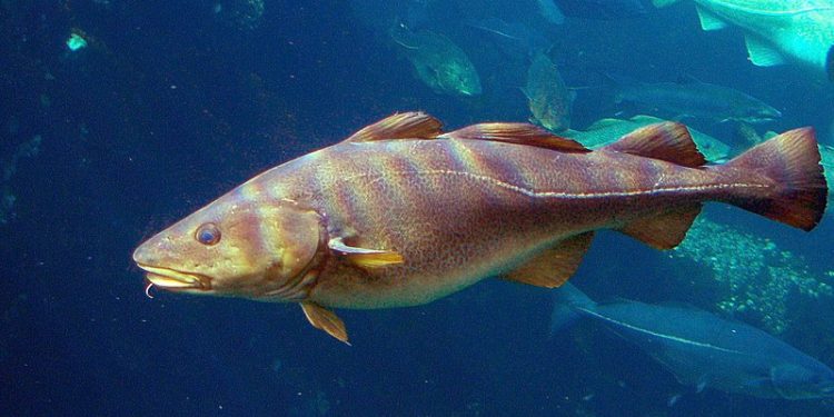 Bacalhau: Um peixe que não é peixe