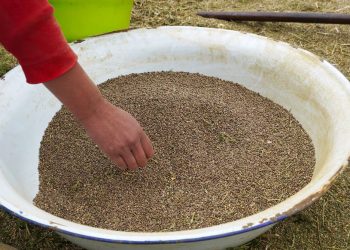 Mundo: Marrocos relata primeira colheita legal de cannabis para fins medicinais e industriais