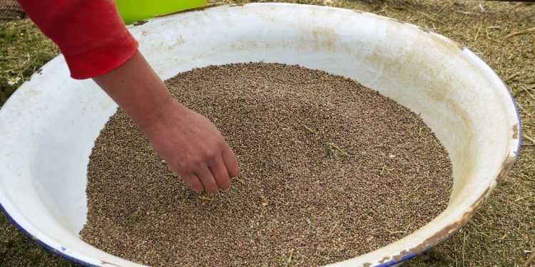Mundo: Marrocos relata primeira colheita legal de cannabis para fins medicinais e industriais