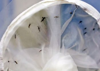 Epidemia: Brasil tem 391 mortes por dengue