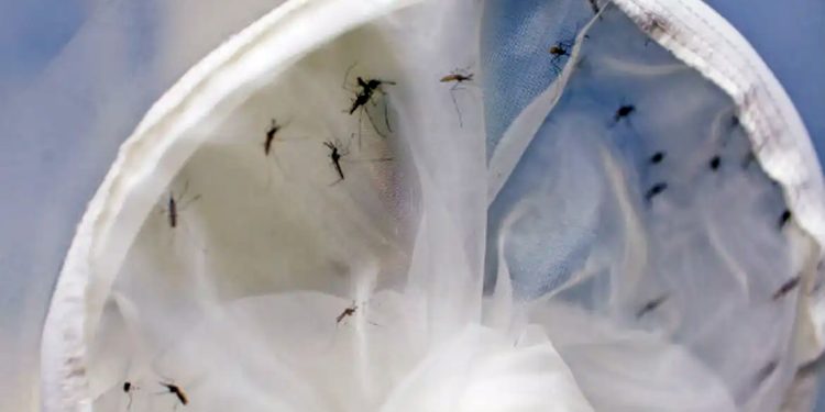 Epidemia: Brasil tem 391 mortes por dengue