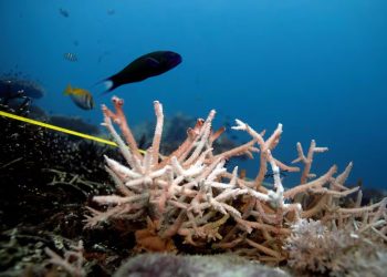 Mundo: A temperatura do oceano atingiu um recorde máximo em fevereiro de 2024